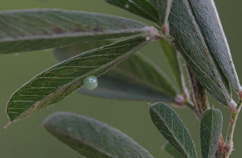 Southern Cloudywing
egg